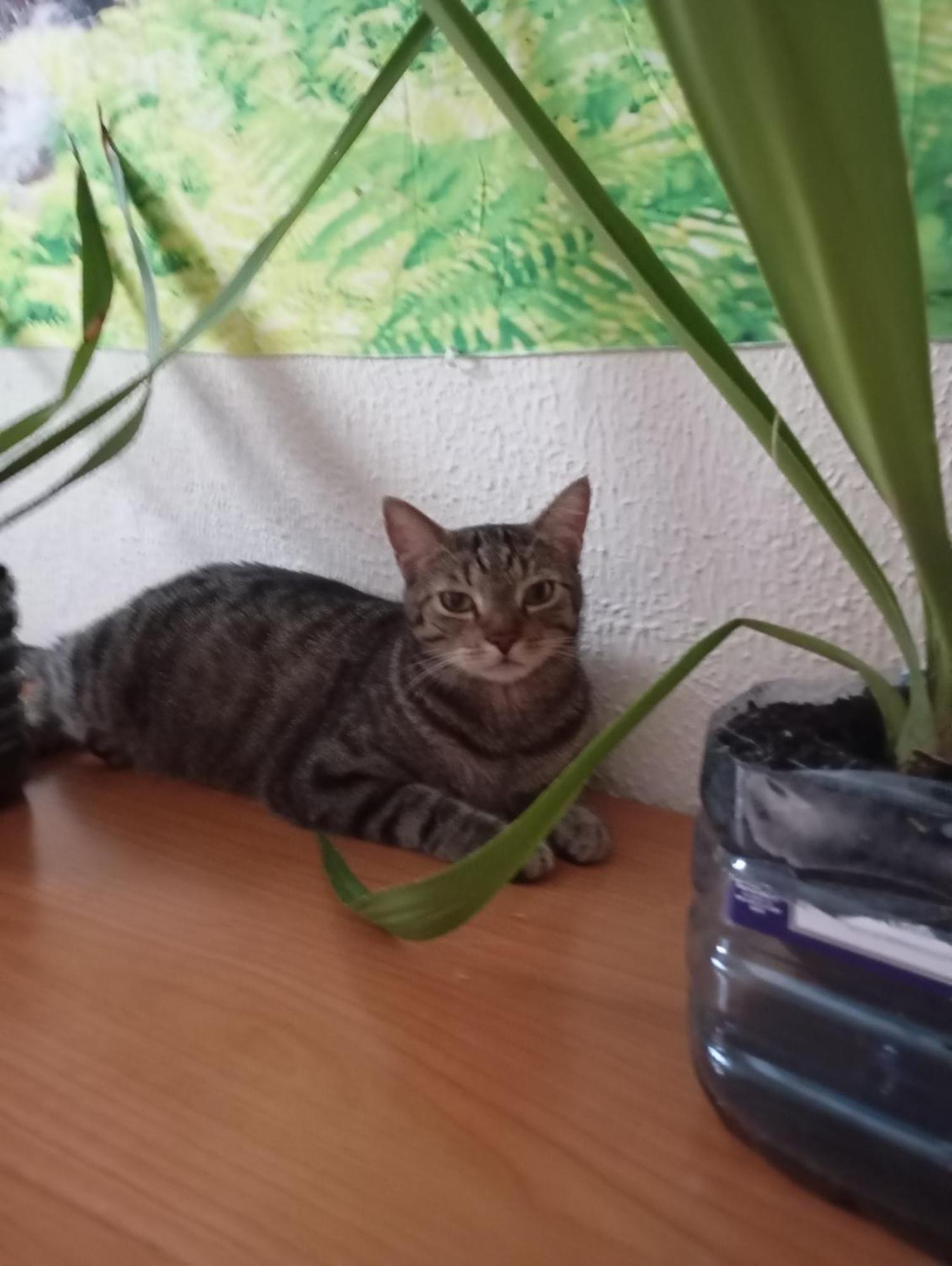 Grosses Modernes Zimmer "Silber" Fuer 2 Personen Und Katzenliebhaber Valencia Exterior foto